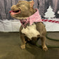 Dukey Bandana