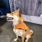 Dukey Bandana