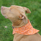 Dukey Bandana