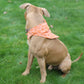 Dukey Bandana